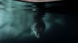 Junge Seeleopardenrobbe im Wasser