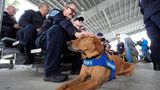 Rettungsteams machen sich für den Einsatz bei Hurrikan "Milton" bereit – da hat auch Suchhund Saturn, 5, schon einmal eine Streicheleinheit verdient