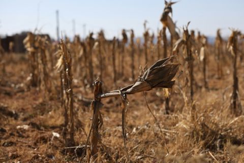 Dürre in Lesotho