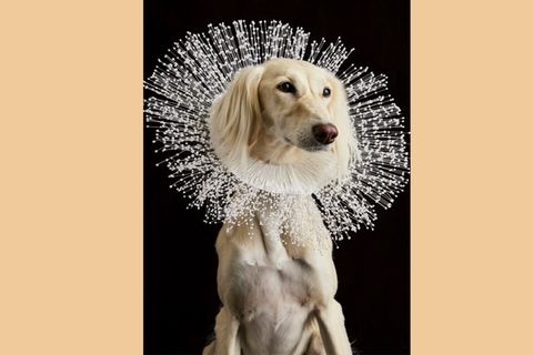 Lola trägt einen Schutzkragen aus Papier mit Perlenstäbchen, die Floristen für Blumensträuße verwenden
