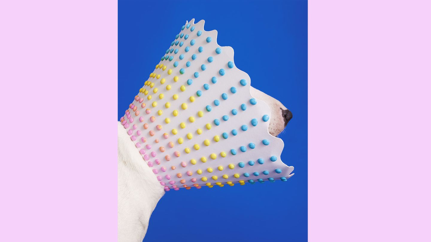 Süßigkeitenknöpfe schmücken den Schutzkragen von Tofu, einem Bullterrier Süßigkeitenknöpfe schmücken den Schutzkragen von Tofu, einem Bullterrier