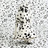 Der Dalmatiner Patch verschwindet mit seinem gepunkteten Schutzkragen vor dem gepunkteten Hintergrund