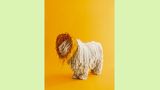 Calvin, der Komondor, trägt einen Schutzkragen aus Garn
