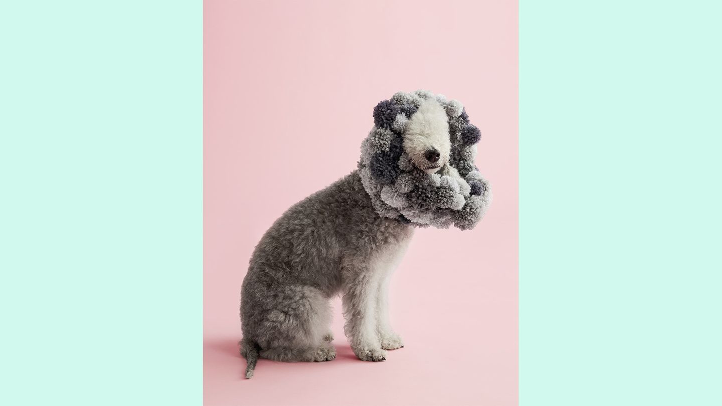Waldo, der Bedlington-Terrier, trägt einen Schutzkragen aus Wollbommeln, der nahtlos in das Fell des Hundes übergeht