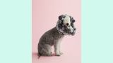 Waldo, der Bedlington-Terrier, trägt einen Schutzkragen aus Wollbommeln, der nahtlos in das Fell des Hundes übergeht