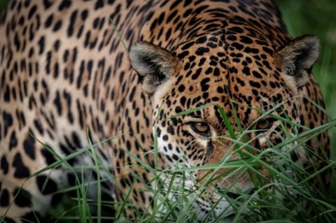 Die Wildtierpopulation ist deutlich zurückgegangen