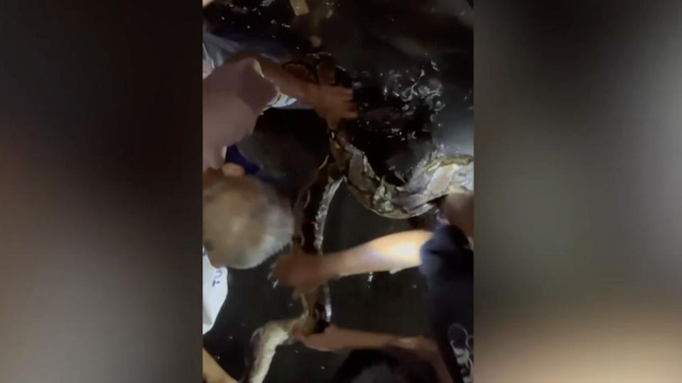 In Indonesien wickelt sich eine vier Meter lange Python um das Bein eines Mannes als dieser einen Fluss passiert. Andere Passanten rufen sofort die Feuerwehr, die ihn befreit.