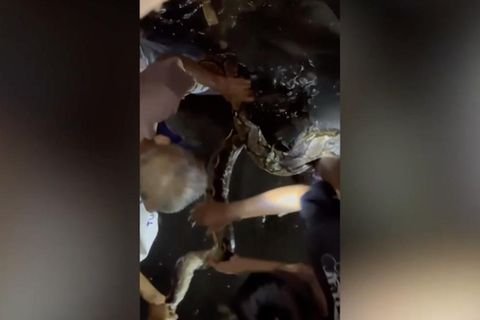 In Indonesien wickelt sich eine vier Meter lange Python um das Bein eines Mannes als dieser einen Fluss passiert. Andere Passanten rufen sofort die Feuerwehr, die ihn befreit.