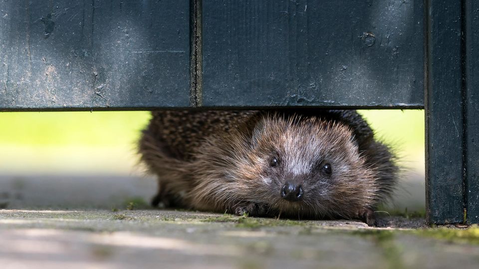 Ein Igel schlüpft durch ein Loch im Zaun