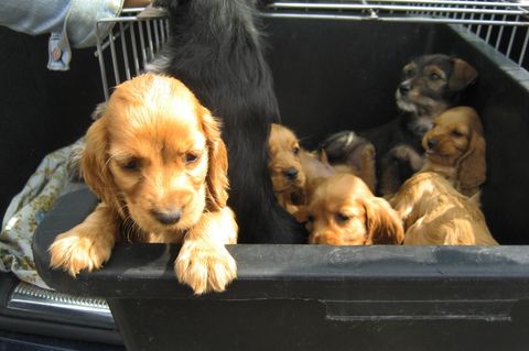 Das gnadenlose Millionengeschäft mit Hundewelpen (Video)