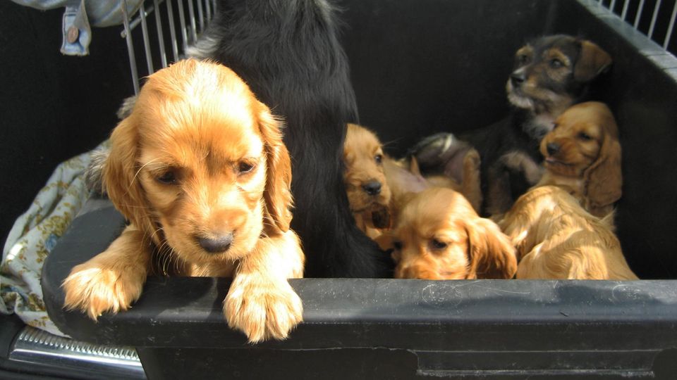 Das gnadenlose Millionengeschäft mit Hundewelpen (Video)