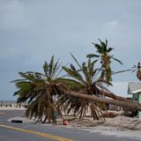Umgestürzte Palmen liegen nach dem Durchzug des Hurrikans "Milton" in Bradenton Beach auf Anna Maria Island
