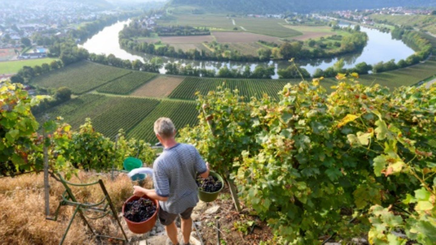 Weinberg am Neckar