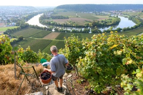 Weinberg am Neckar