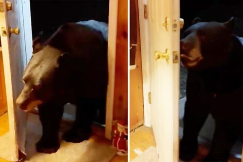Diese Frau in Vernon hat ungewöhnlichen Besuch: Ein großer Bär steht in ihrer Tür. Doch auf ihr Bitten verlässt er friedlich das Haus - und hat dabei noch richtig gute Manieren!