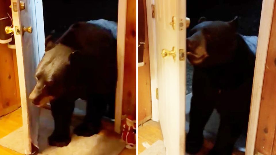 Diese Frau in Vernon hat ungewöhnlichen Besuch: Ein großer Bär steht in ihrer Tür. Doch auf ihr Bitten verlässt er friedlich das Haus - und hat dabei noch richtig gute Manieren!
