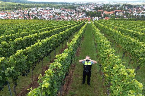 Ein Polizist steht in einem Weinberg