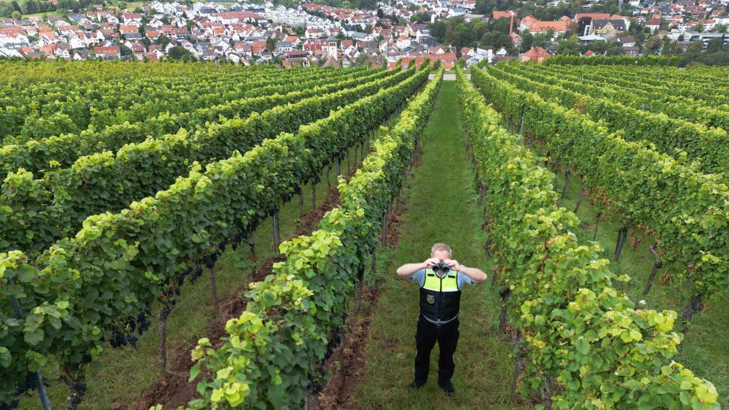 Ein Polizist steht in einem Weinberg Ein Polizist steht in einem Weinberg