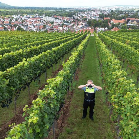 Ein Polizist steht in einem Weinberg