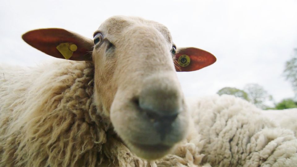 Project "Rainbow wool": Schäfer rettet schwule Schafe vor der Wurst – das steckt dahinter