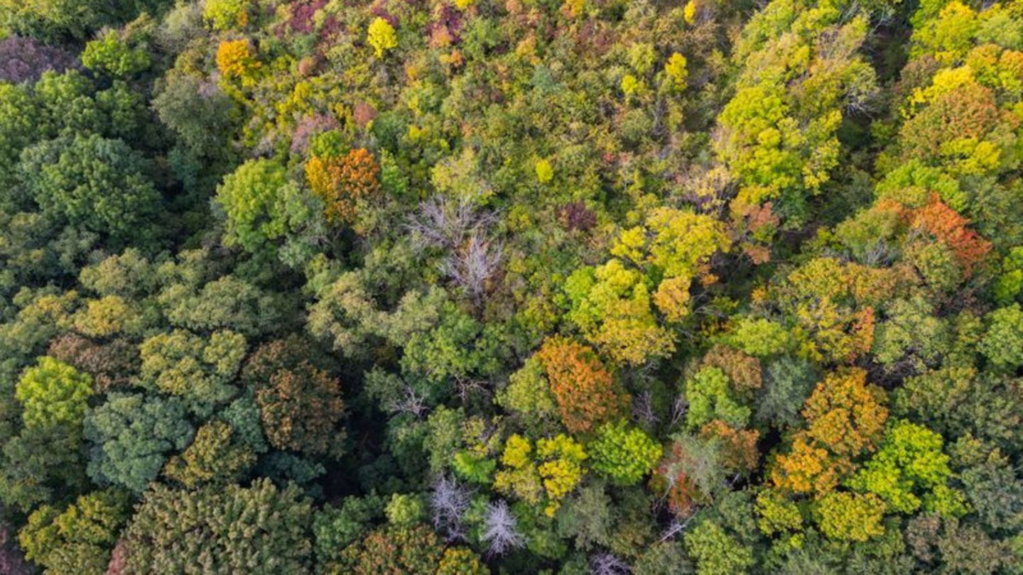 Wald- & Umweltbildung: Forstamt Hachenburg wird vom Nabu ausgezeichnet