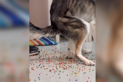 Hund verwechselt Wasserperlen mit Leckerlis – das Ergebnis ist bunt (Video)