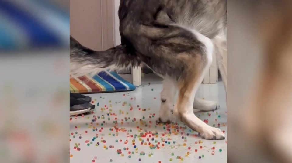 Hund verwechselt Wasserperlen mit Leckerlis – das Ergebnis ist bunt (Video)