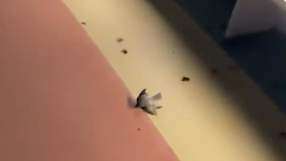 Hurrikan "Milton": Hunderte entkräftete Vögel fallen tot auf Kreuzfahrtschiff