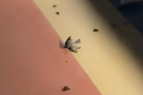 Hurrikan "Milton": Hunderte entkräftete Vögel fallen tot auf Kreuzfahrtschiff