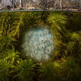 In einem Teich schwimmen viele Eier