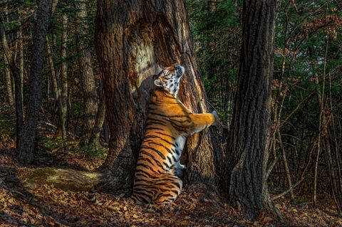 Ein Tiger umarmt augenscheinlich einen Baumstamm