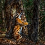 Ein Tiger umarmt augenscheinlich einen Baumstamm