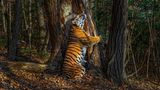 Ein Tiger umarmt augenscheinlich einen Baumstamm