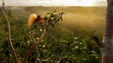 Ein Großparadiesvogel im Baumwipfel des Urwaldes in Indonesien