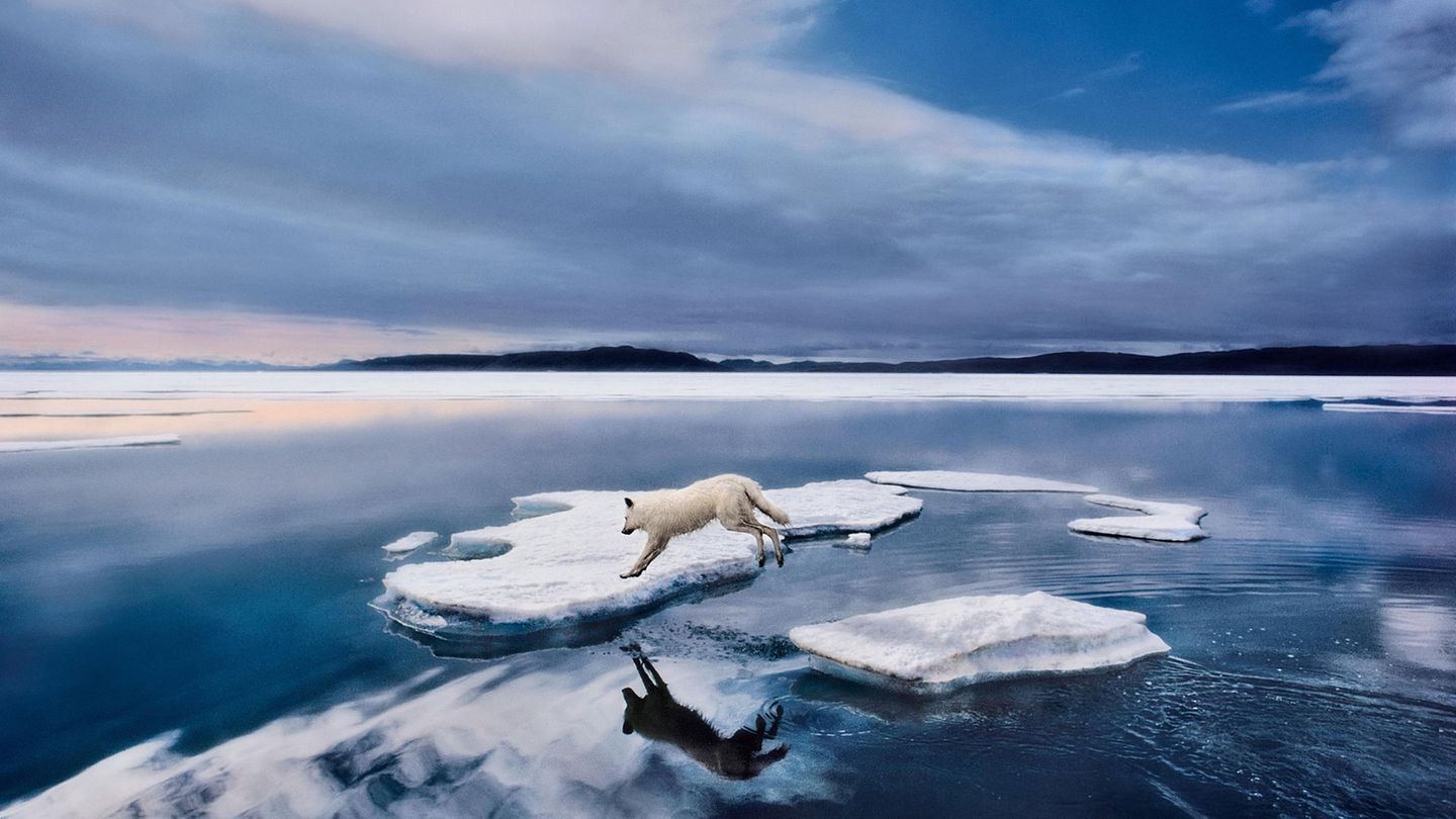 Springender Polarwolf Ein Polarwolf springt über Eisschollen