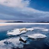 Ein Polarwolf springt über Eisschollen