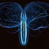 Rippenqualle im Mittelmeer