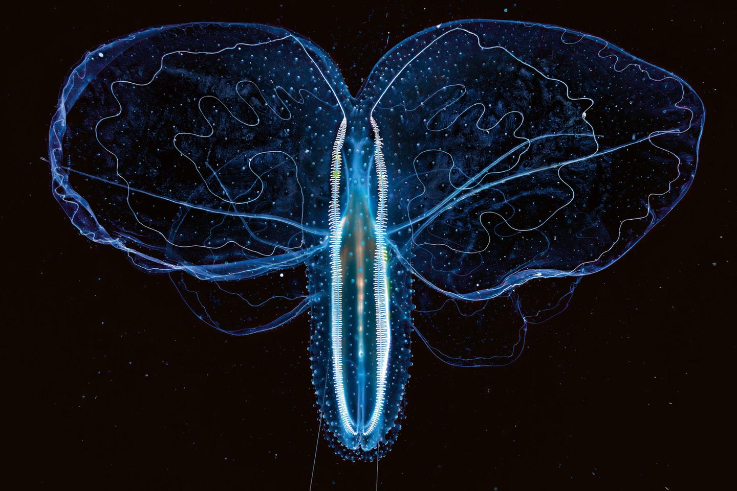 Ätherische Schönheit Rippenqualle im Mittelmeer