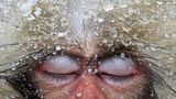 Ein japanischer Makake mit geschlossenen Augen und Tautropfen auf dem Fell