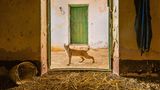 Ein Luchs im Eingang zu einer Scheune in Spanien