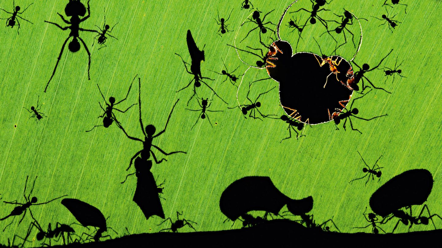 Ameisen schneiden aus einem großen Grünen Blatt stücke heraus ihre Schatten spielen auf dem Blatt im Gegenlicht