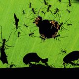 Ameisen schneiden aus einem großen Grünen Blatt stücke heraus ihre Schatten spielen auf dem Blatt im Gegenlicht