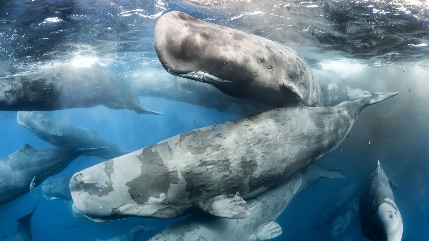 Riesentreffen Mehrere Wale schwimmen im Meer
