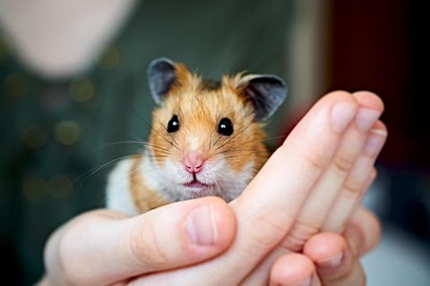 Hamster sind niedlich, aber sie können auch kräftig zubeißen