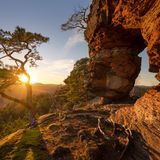 Die Sonne scheint durch die Äste eines Baumes auf dem Hochstein in der Pfalz