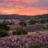 Die Lilane Landschaft der Lüneburgerheide unter einem Orange/ Rosa Himmel