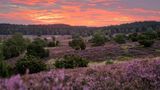 Die Lilane Landschaft der Lüneburgerheide unter einem Orange/ Rosa Himmel