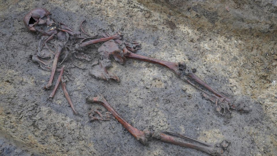 Ein Skelett aus der Wikingerzeit liegt in der Erde