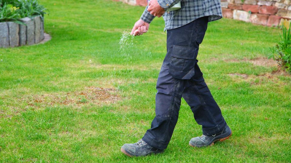 Rasendünger in der Hand des Menschen auf Gartenhintergrund