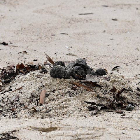 Schwarte Kugeln am Strand in Australien